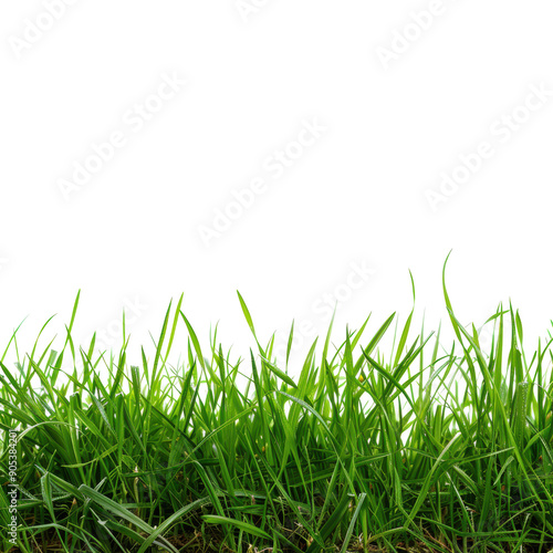 Green grass blades