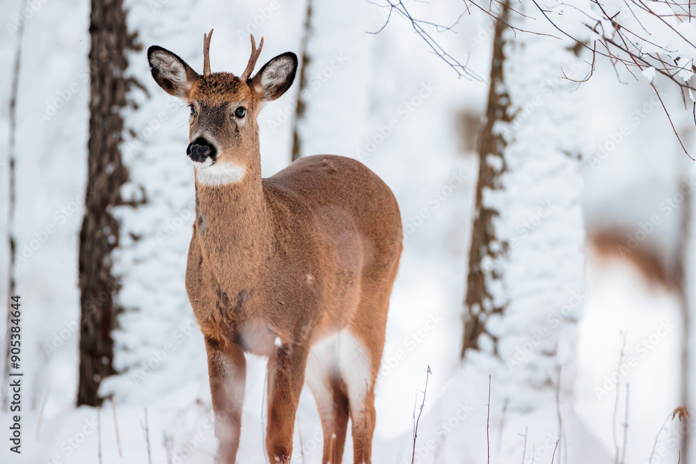 A four point buck approaches from teh snow-covered woods in mid-January near Hartford, Wisconsin A four point buck approaches from teh snow-covered woods in mid-January near Hartford, Wisconsin