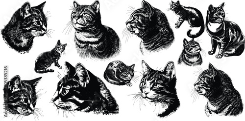 Cat set illustration ink sketch