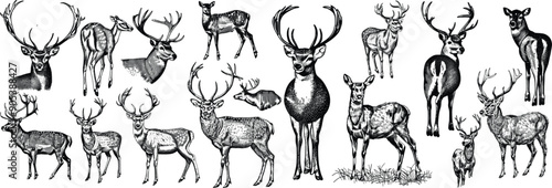 Deers set illustration ink sketch