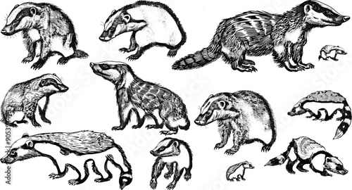 Honey badger set illustration ink sketch