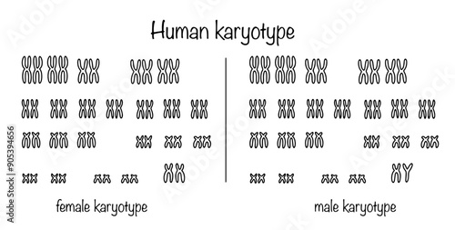 Karyotype