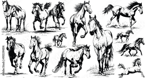 horse set illustration ink sketch, Horse Sketch Set .
