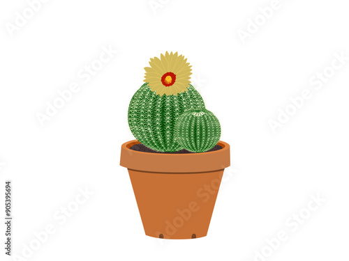 Echinocactus grusonii on a white background.