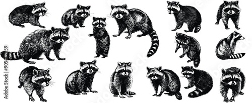 Raccoons set illustration ink sketch, Raccoons sketch line art 