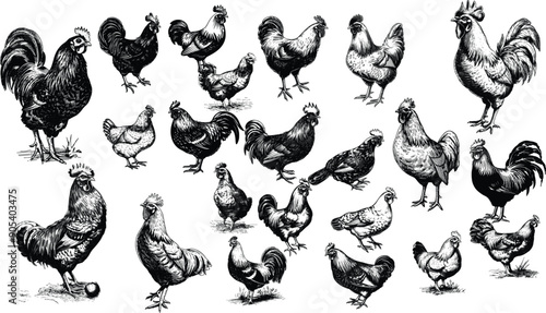 Rooster set illustration ink sketch,Black and white hand drawn vector image