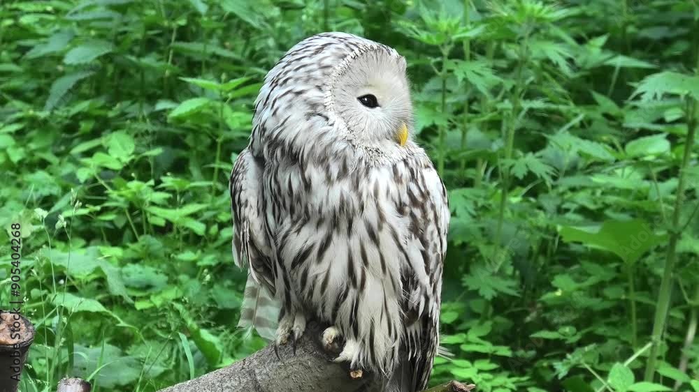 Ural owl in a summer forest (Strix uralensis)