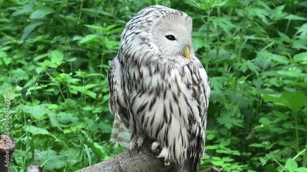 Ural owl in a summer forest (Strix uralensis) Ural owl in a summer forest (Strix uralensis)