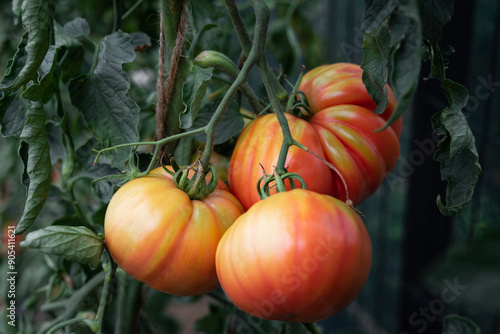 Tomatoes growing. Organic heirloom beefsteak tomatoes ripening on the plants outdoor in home garden