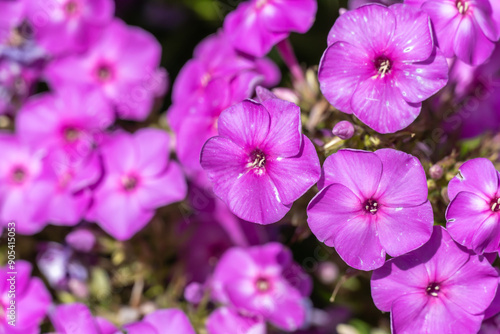 Garden purple phlox paniculata close-up. Flowers of bush phlox is low and high growing. Perennial herbaceous plant with straight stem of polemoniaceae family. Ornamental gardening herbaceous border.