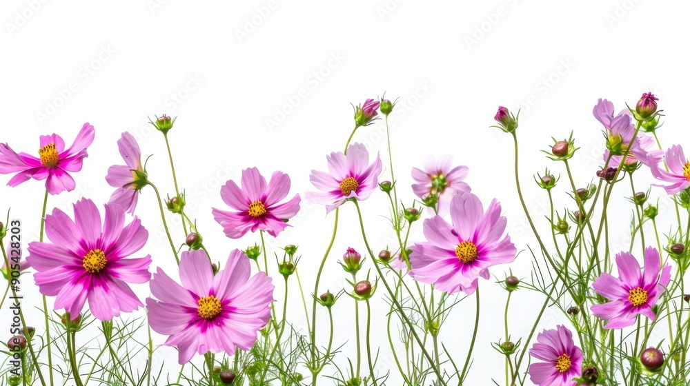 pink flower nature garden botany daisy bloom a blank white background pink flower nature garden botany daisy bloom a blank white background