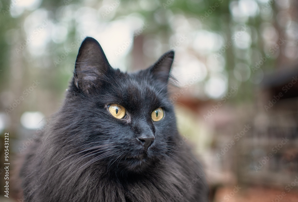Black Cat Black Cat