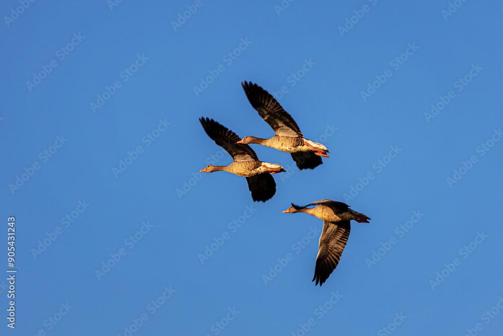Obraz premium wild geese mid flight in the sky