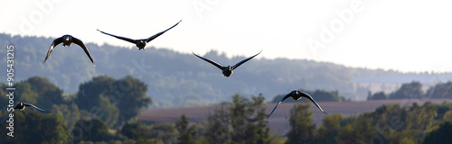 Fotografía migratory birds over the landscape panorama