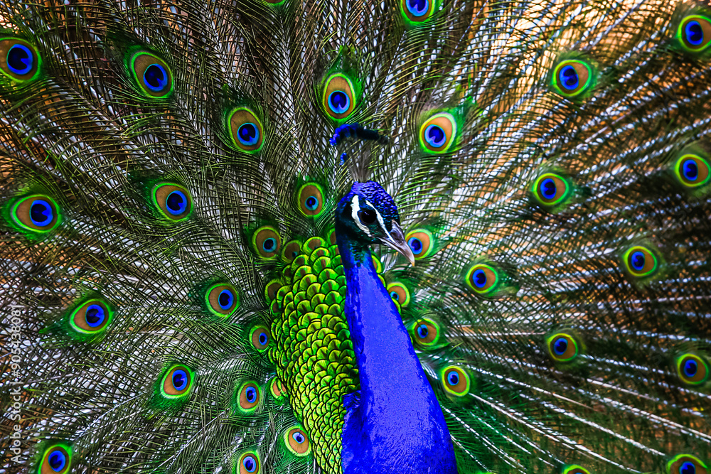 Obraz premium close up of beautiful peacocks in the zoo.