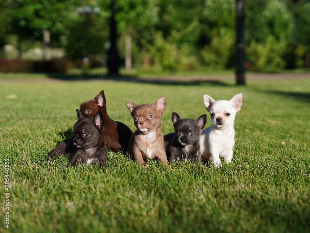 Group of five adorable Chihuahua puppies sitting on a vibrant green lawn. The puppies are of different colors, including brown, black, gray, and white Group of five adorable Chihuahua puppies sitting on a vibrant green lawn. The puppies are of different colors, including brown, black, gray, and white