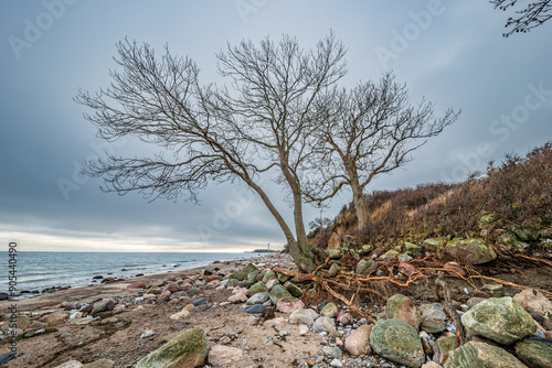 Bild auf Leinwand Bäume an der malerischen Steilküste bei Katharinenhof auf der Ostseeinsel Fehmar