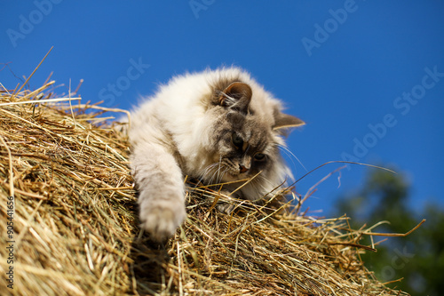 Fotografie A cat of the Neva Masquerade breed is sitting on a tree