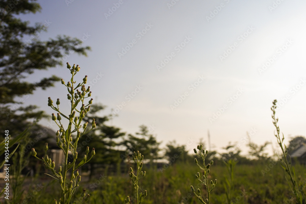 Natural scenery background with some grass and clear sky Natural scenery background with some grass and clear sky