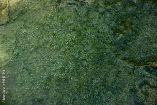 A mesmerizing close-up of a vibrant green pool teeming with life, with countless bubbles rising to the surface.