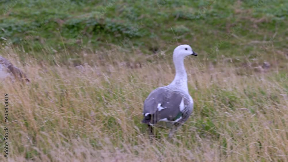 a tracking shot of a male upland goose at laguna azul in torres del paine national park of patagonia, chile a tracking shot of a male upland goose at laguna azul in torres del paine national park of patagonia, chile