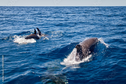 a group of bottlenose dolphins, Latin called Tursiops truncatus, in the open water of the Atlantic Ocean on the coast of the Algarve