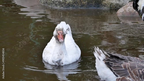 Portrait of an adult white goose on a cloudy autumn day. A large waterfowl against the background of a forest and a country pond.