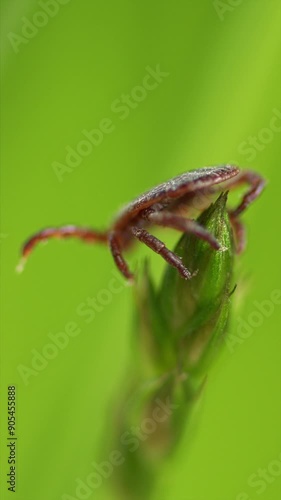 Mite At Green Leaf. Infectious Parasitic Ixodid Ticks Insects On A Green Leaf. Ixodes.