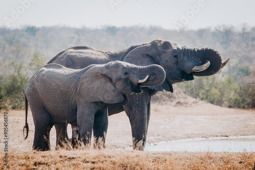 Photography Two elephants drinking in sync