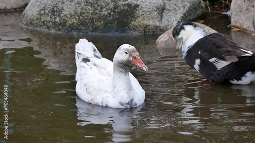 Portrait of an adult white goose on a cloudy autumn day. A large waterfowl against the background of a forest and a country pond.