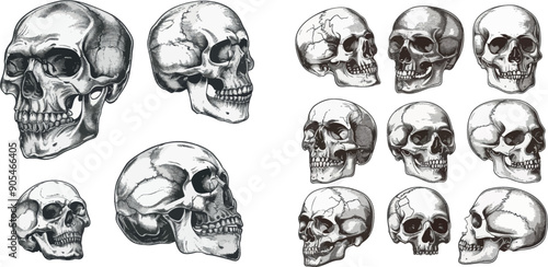 Anatomical skull sketch in different projections, monochrome tattoo artwork, anatomy face, halloween horror. Engraved human skull with closed and open jaw.