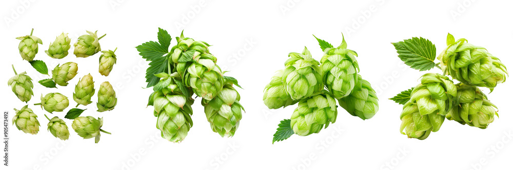 Set of green hop cones isolated on transparent png background Set of green hop cones isolated on transparent png background