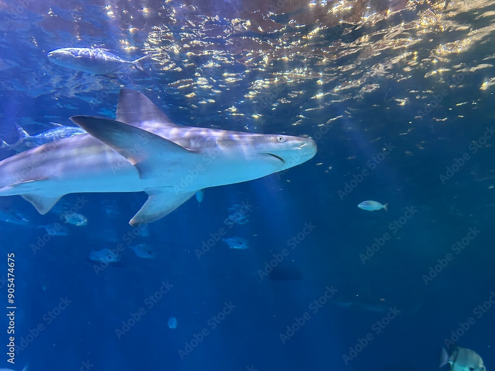 Fototapeta premium shark in aquarium