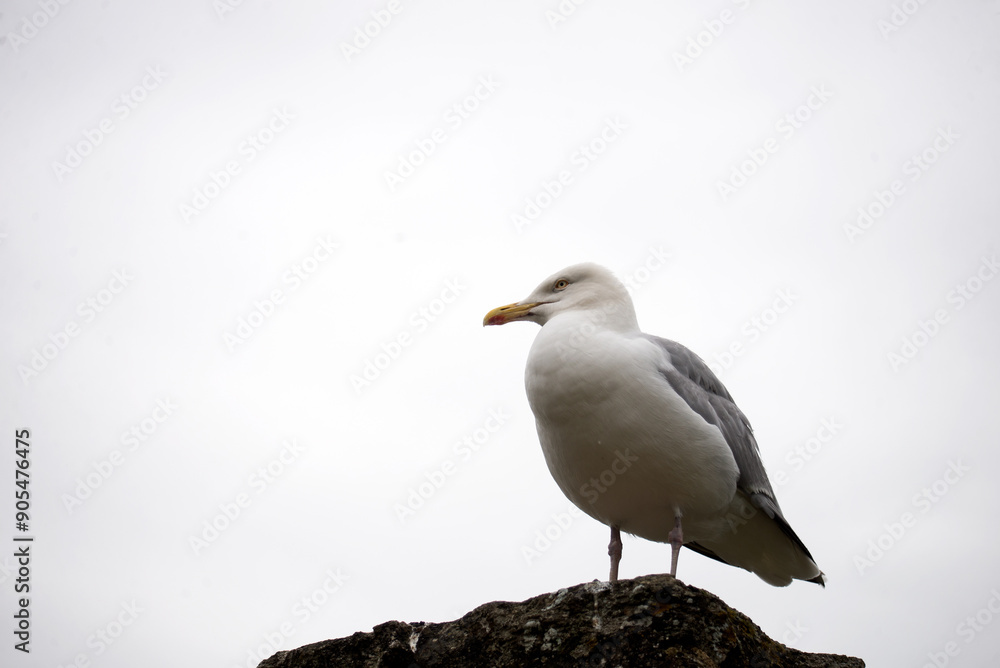 portrait of seagull standing on stoned wal on cloudy sky background