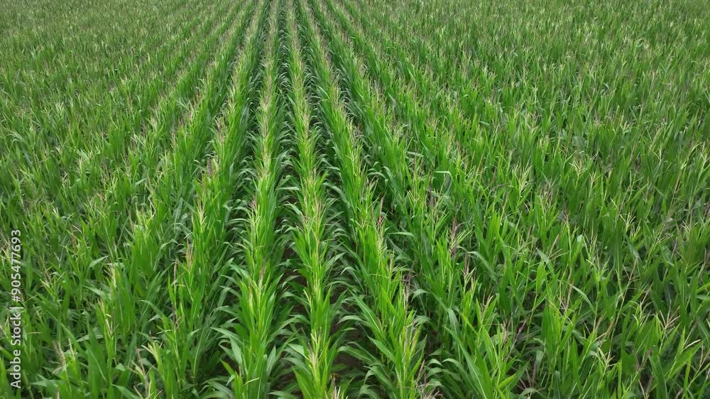 Smooth drone flight over corn field. Regular background pattern of rows in farmland. Countryside footage. Smooth drone flight over corn field. Regular background pattern of rows in farmland. Countryside footage.