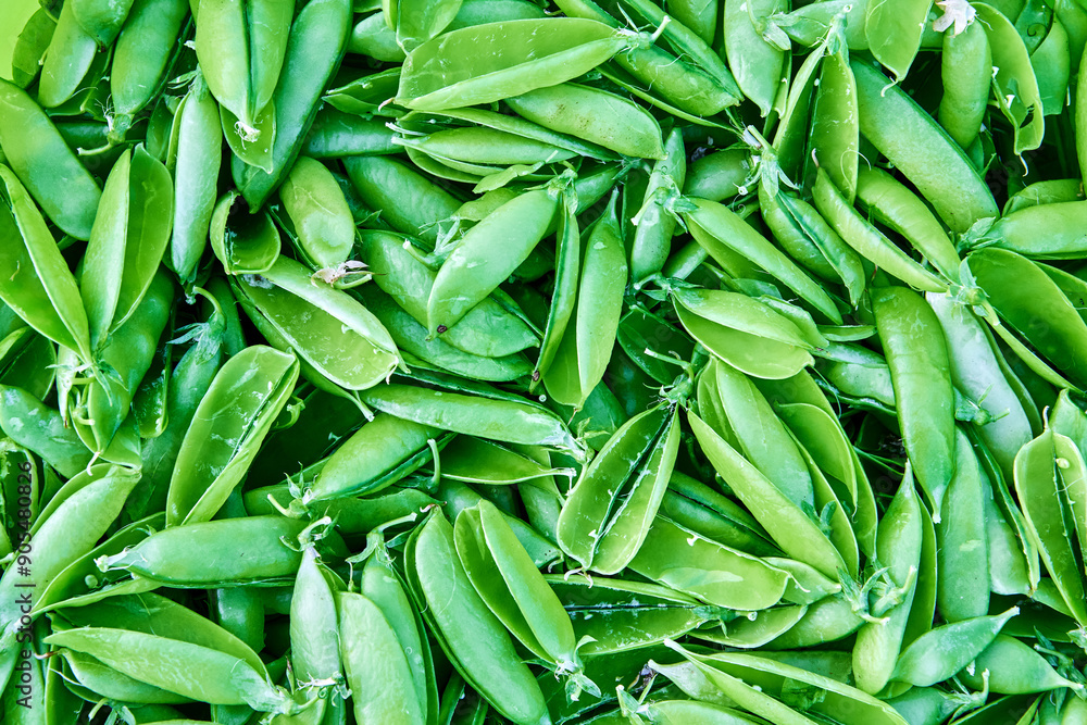 Fototapeta premium Empty open pods of garden peas after shelling, green plant texture for background.