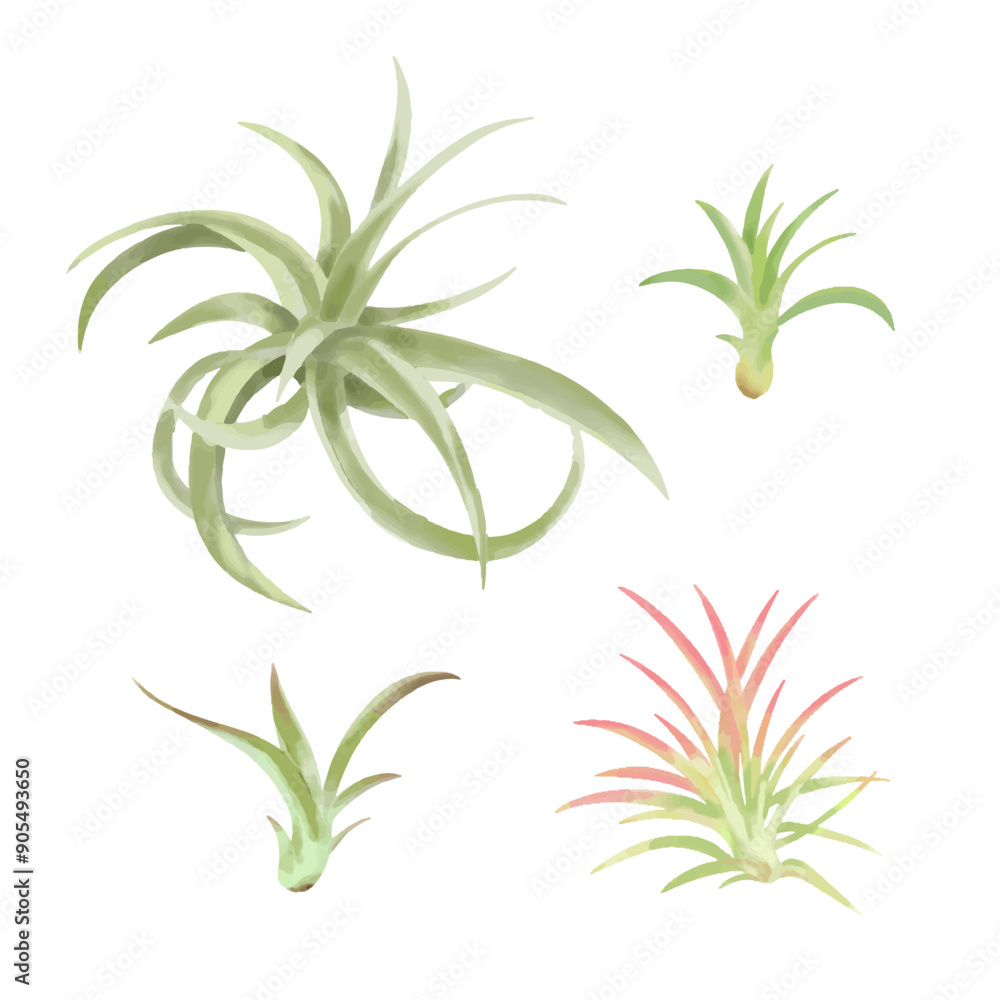 Fototapeta premium おしゃれな観葉植物エアプランツ 手描きタッチイラストセット3