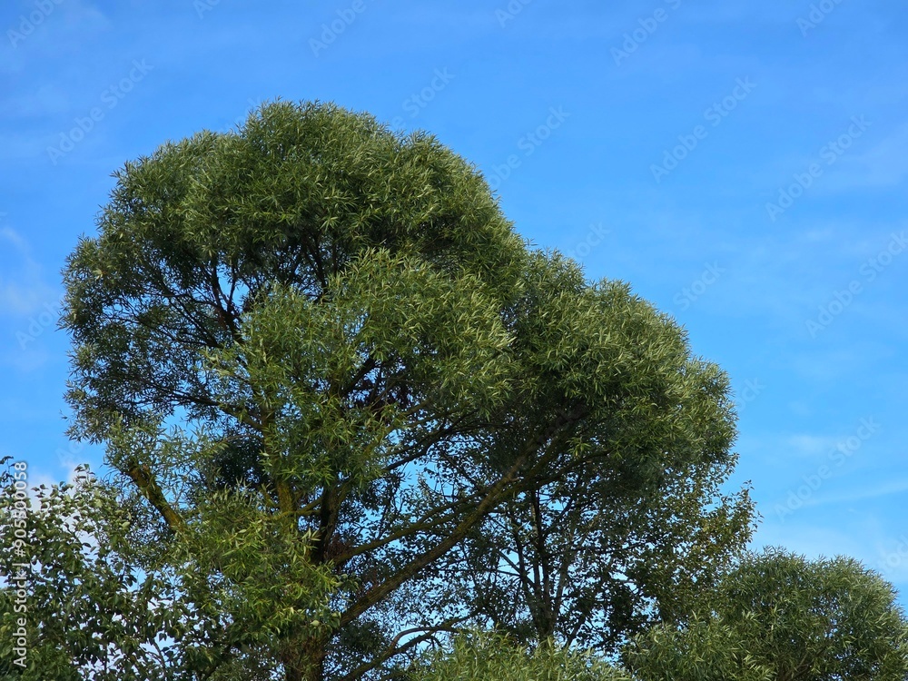 trees and sky trees and sky