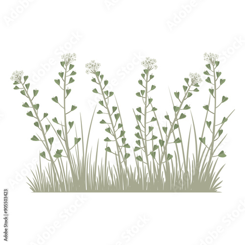 Wallpaper Mural shepherd's purse, field flowers, vector drawing wild plants and green grass at white background, floral elements, hand drawn botanical illustration Torontodigital.ca