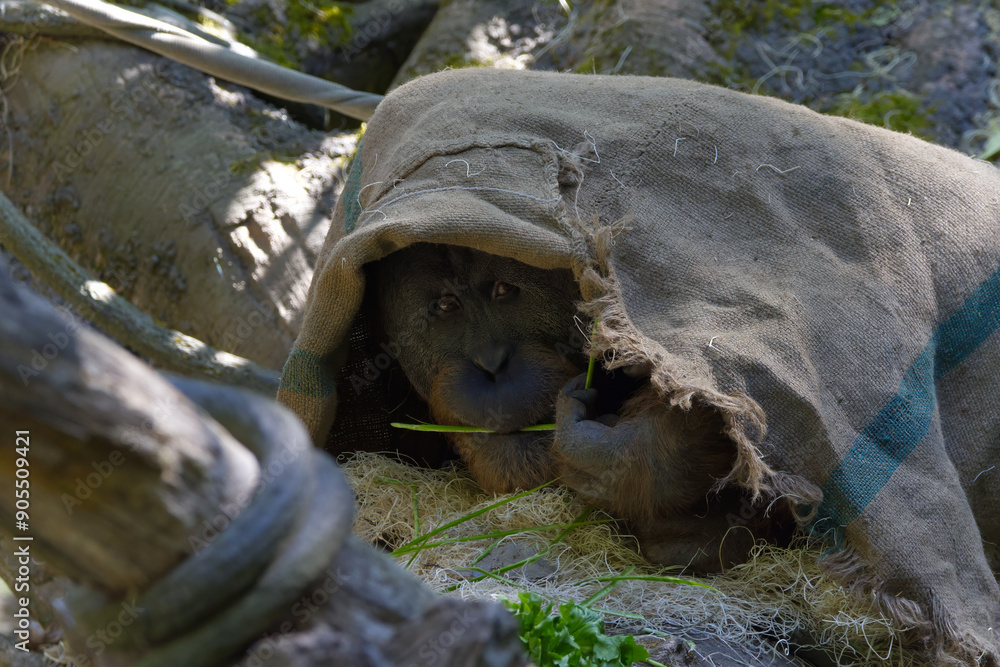 Orangutang Hiding Under a Burlap Sack in Natural Habitat Orangutang Hiding Under a Burlap Sack in Natural Habitat