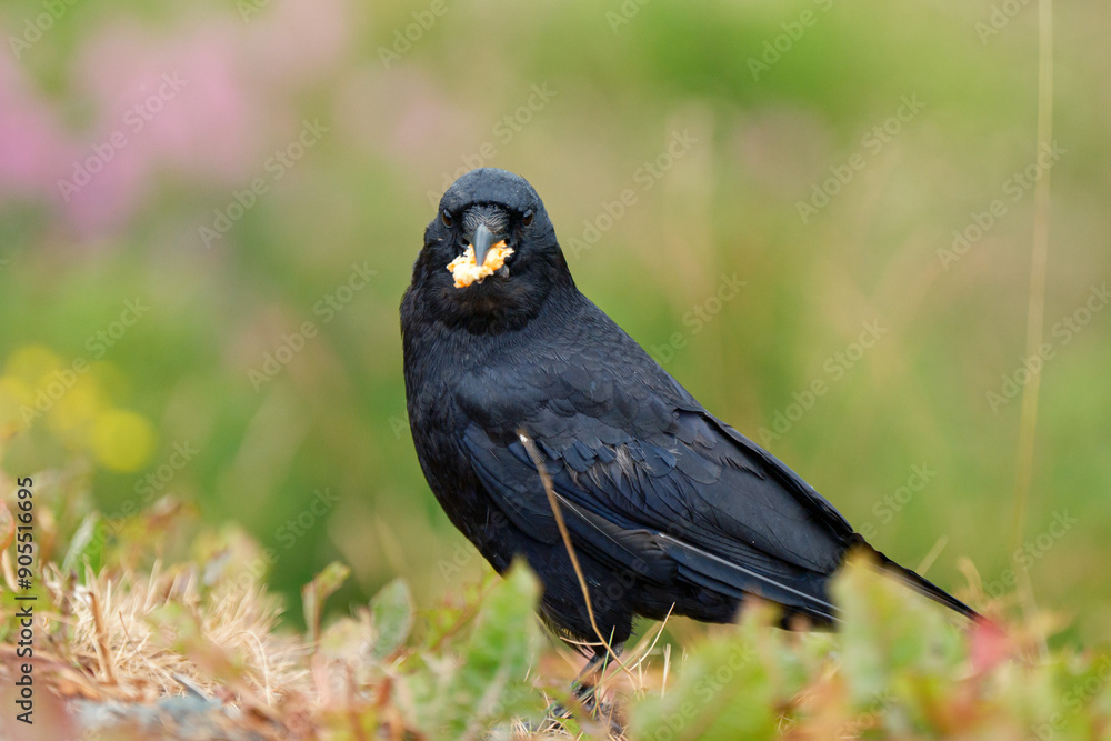 A black crow facing the camera with food in its mouth in front of a green background. A black crow facing the camera with food in its mouth in front of a green background.
