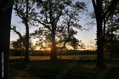 Tree silhouette02