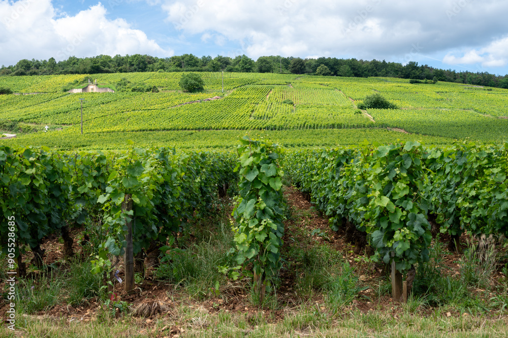 Green grand cru and premier cru vineyards with cross and rows of pinot noir grapes plants in Cote de nuits, making of famous red and white Burgundy wine in Burgundy region, Vosne-Romanee village Green grand cru and premier cru vineyards with cross and rows of pinot noir grapes plants in Cote de nuits, making of famous red and white Burgundy wine in Burgundy region, Vosne-Romanee village