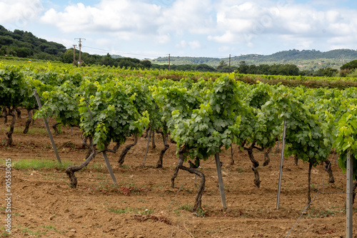 Rows of wine grapes plants on vineyards in south of France near Saint-Tropez and Gassin, rose wine making