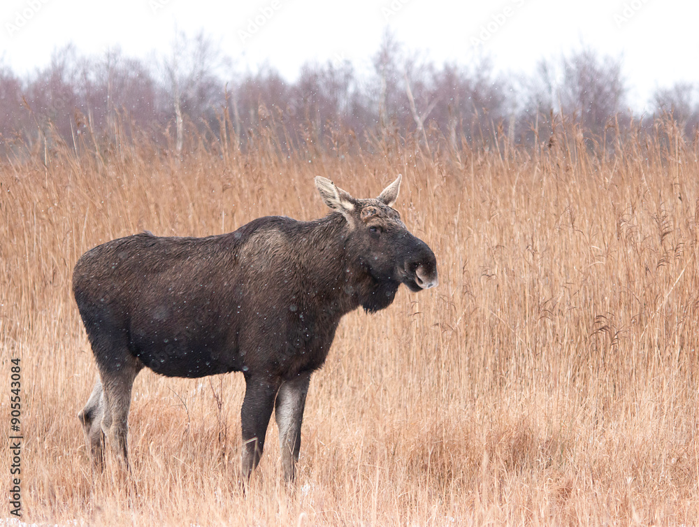 Moose Moose