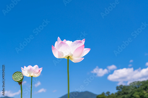 蓮の花と青空