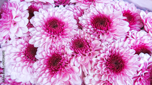 close up view of lovely pink chrysanthemum flower bouquet. Chrysanthemum is perennial flowering plant with many various color. floral background concept.