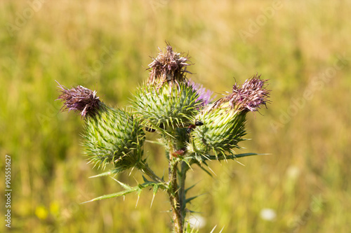 Cirsium vulgare, spear thistle, bull thistle, or common thistle, plant in flower, taken in Ucka, Croatia photo