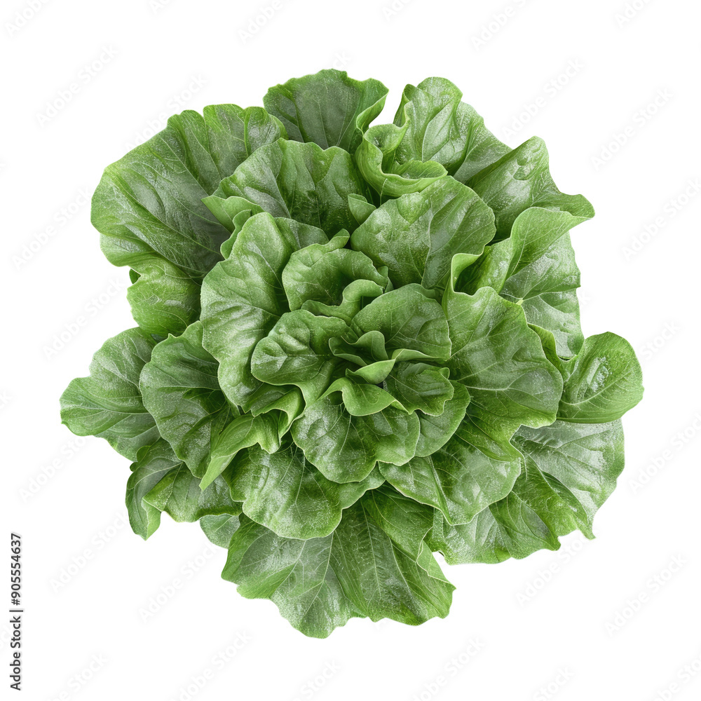 Top View of Batavia Salad Lettuce Leaves on a transparent background Top View of Batavia Salad Lettuce Leaves on a transparent background