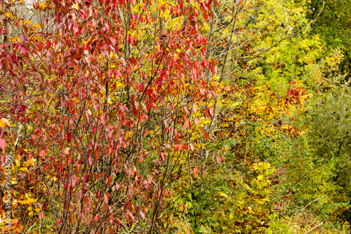 Red Oiser Dogwood changing colors in the woods in autumn within the PIke Lake Unit, Kettle Moraine State Forest, Hartford, Wisconsin in late September photo